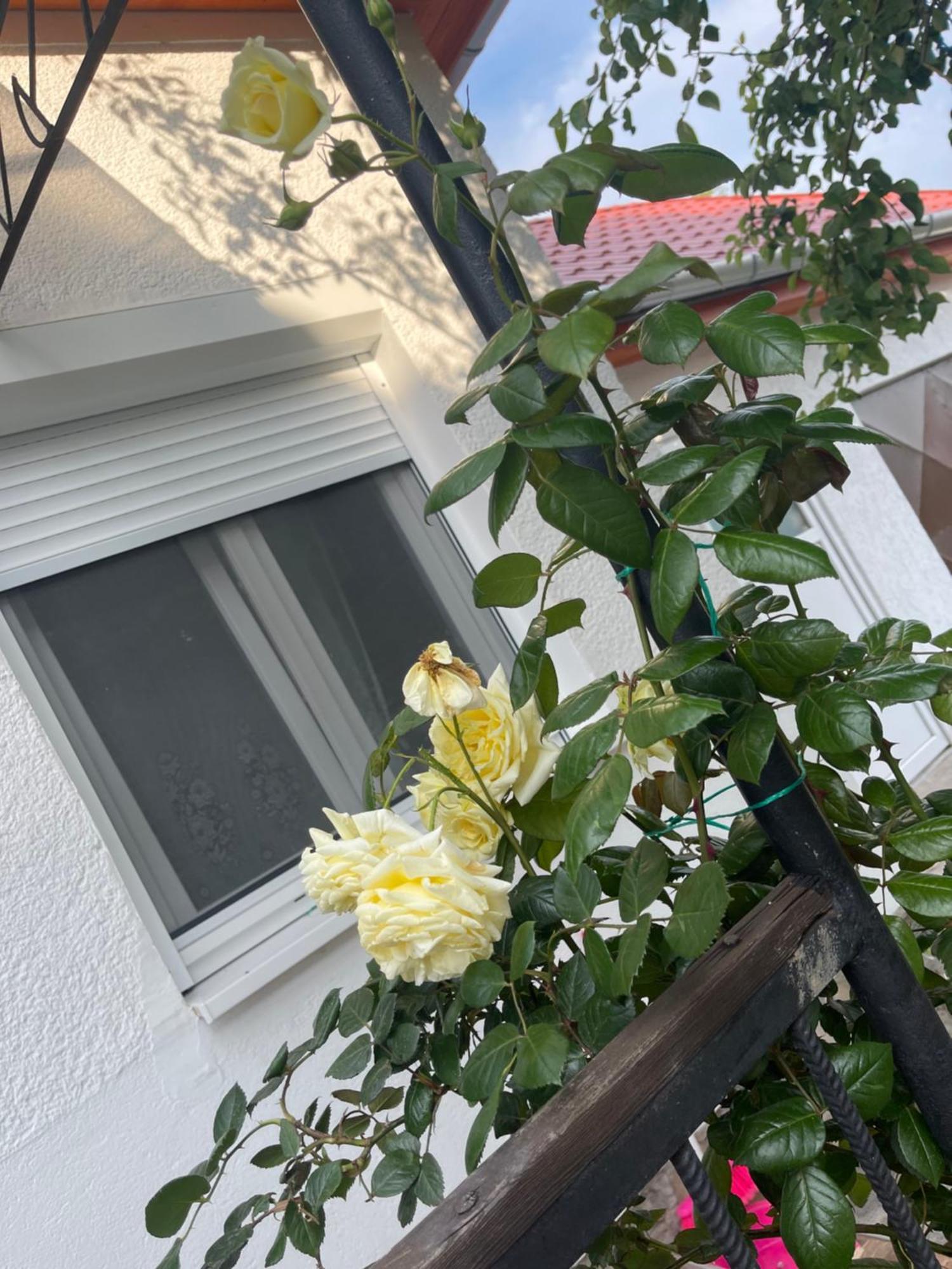 Valentina Apartman Balatonmariafurdo Exterior foto